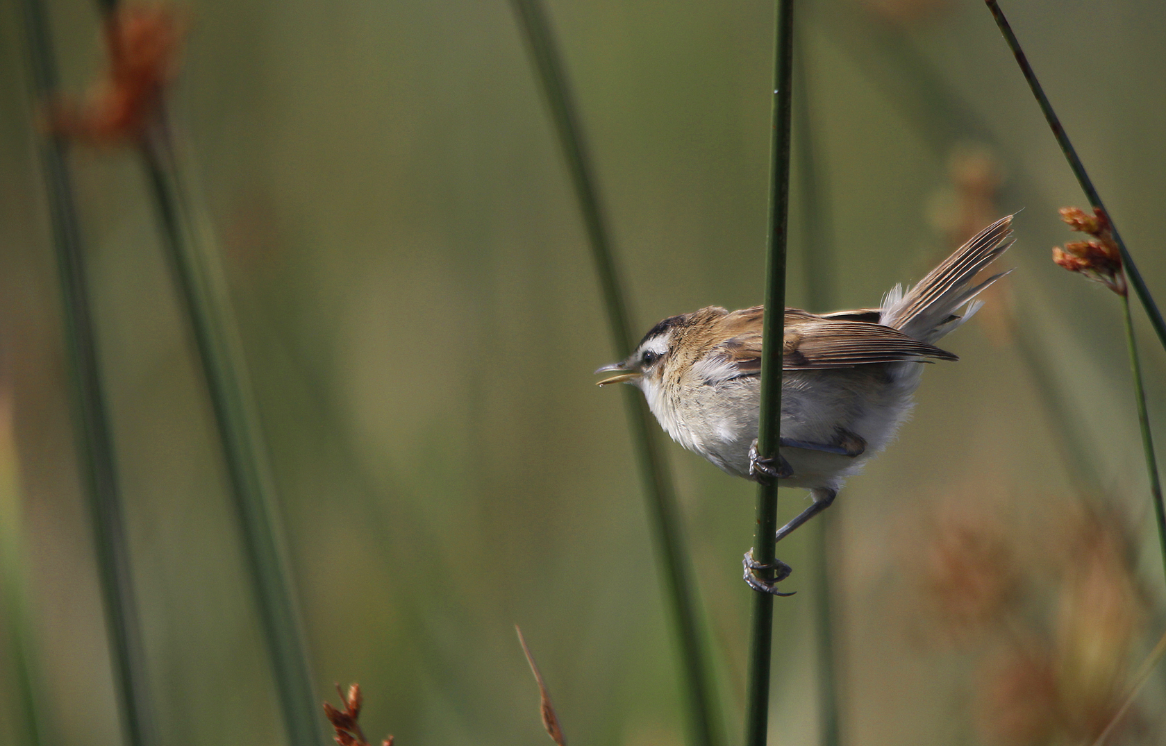 Moustached Warbler